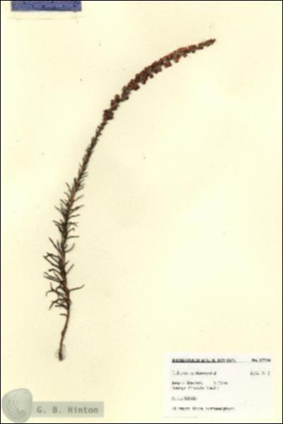 URN_catalog_HBHinton_herbarium_27784.jpg.jpg