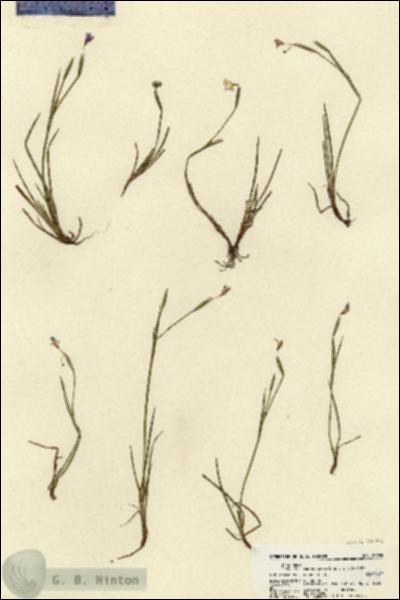 URN_catalog_HBHinton_herbarium_21928.jpg.jpg