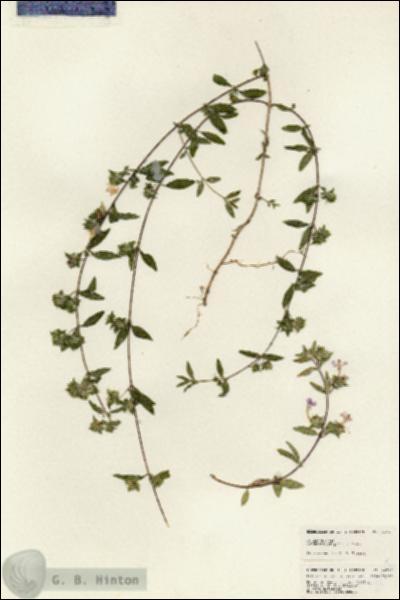 URN_catalog_HBHinton_herbarium_24773.jpg.jpg