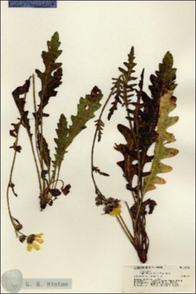 URN_catalog_HBHinton_herbarium_21189.jpg.jpg