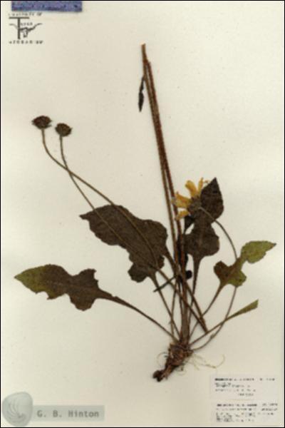 URN_catalog_HBHinton_herbarium_26170.jpg.jpg