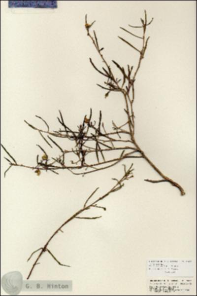 URN_catalog_HBHinton_herbarium_25697.jpg.jpg