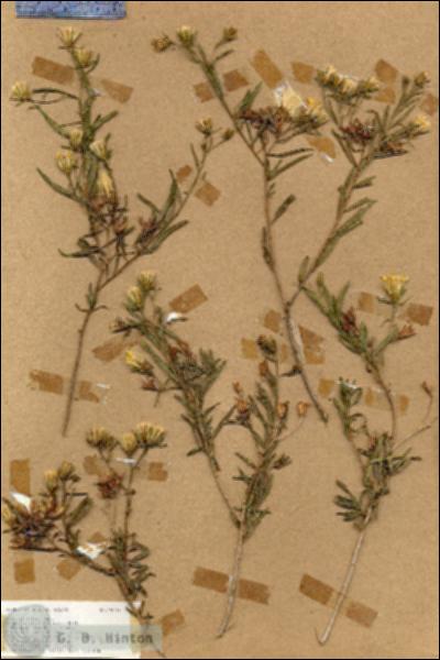 URN_catalog_HBHinton_herbarium_19085.jpg.jpg