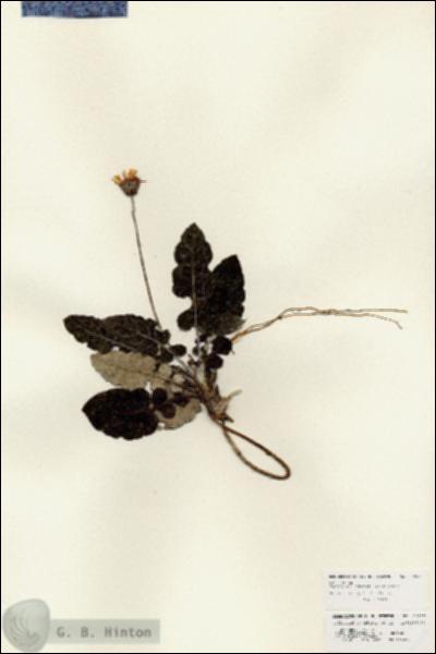 URN_catalog_HBHinton_herbarium_25927.jpg.jpg