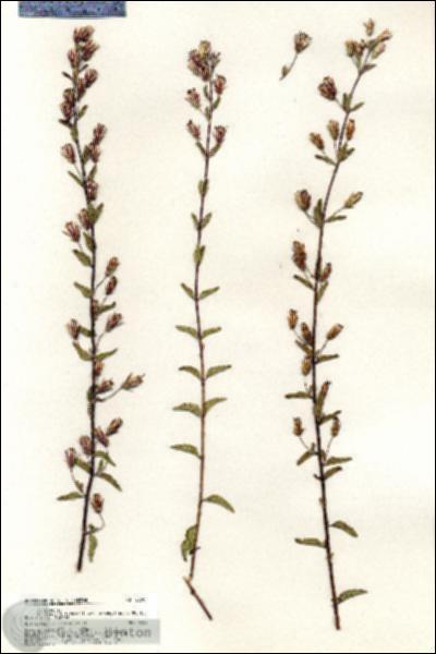 URN_catalog_HBHinton_herbarium_20707.jpg.jpg