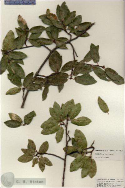 URN_catalog_HBHinton_herbarium_24928.jpg.jpg