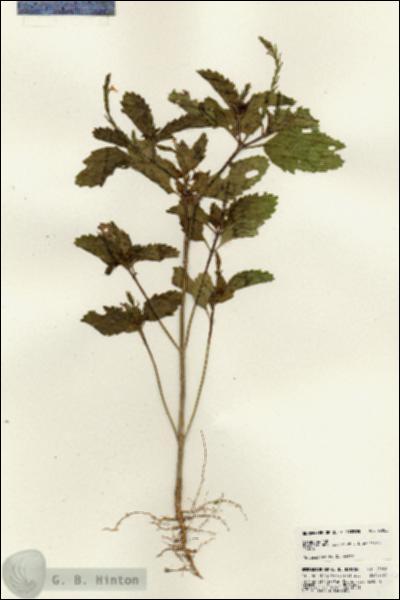 URN_catalog_HBHinton_herbarium_23062.jpg.jpg