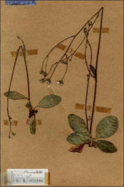 URN_catalog_HBHinton_herbarium_18238.jpg.jpg