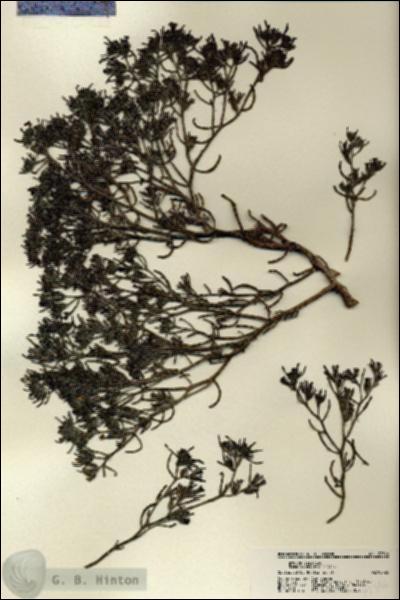 URN_catalog_HBHinton_herbarium_22346.jpg.jpg