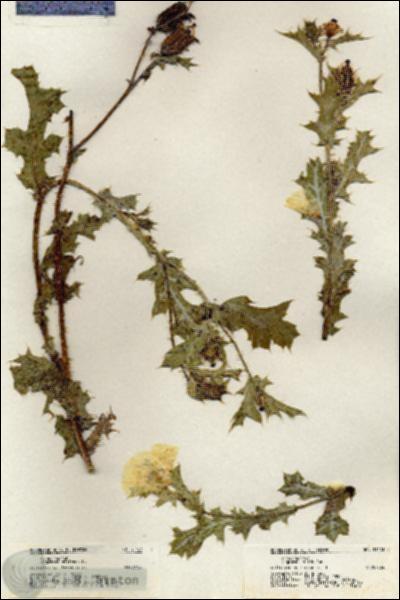 URN_catalog_HBHinton_herbarium_21123.jpg.jpg
