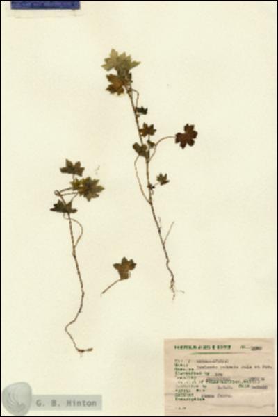 URN_catalog_HBHinton_herbarium_1560.jpg.jpg