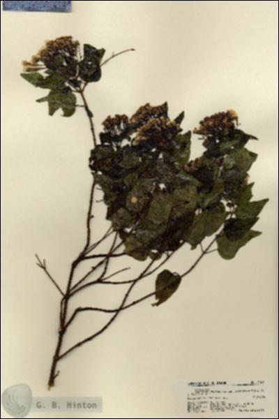URN_catalog_HBHinton_herbarium_21511.jpg.jpg