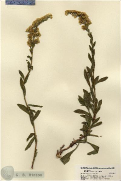URN_catalog_HBHinton_herbarium_22053.jpg.jpg