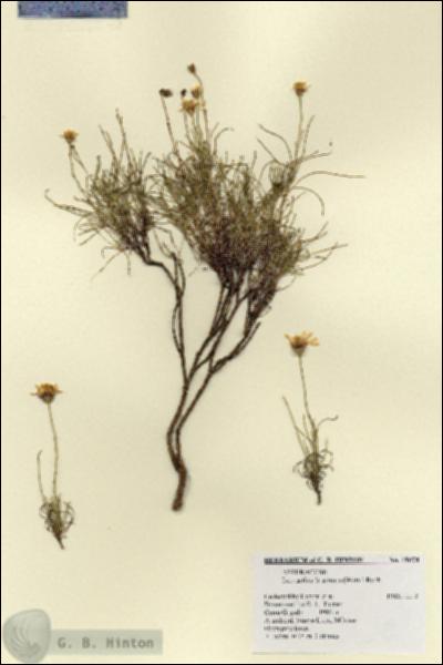 URN_catalog_HBHinton_herbarium_19078.jpg.jpg