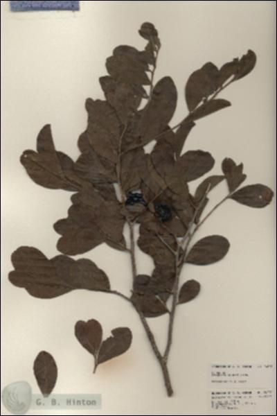 URN_catalog_HBHinton_herbarium_24207.jpg.jpg