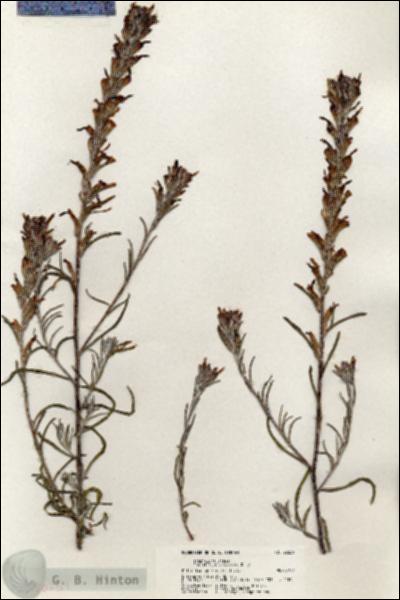 URN_catalog_HBHinton_herbarium_20251.jpg.jpg