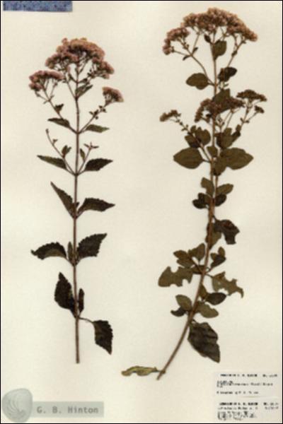 URN_catalog_HBHinton_herbarium_23805.jpg.jpg