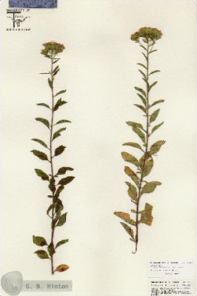 URN_catalog_HBHinton_herbarium_25630.jpg.jpg