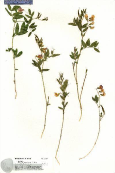 URN_catalog_HBHinton_herbarium_20279.jpg.jpg