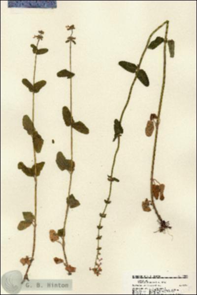 URN_catalog_HBHinton_herbarium_22289.jpg.jpg