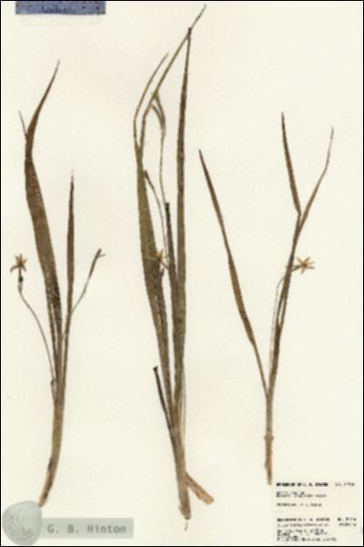 URN_catalog_HBHinton_herbarium_22916.jpg.jpg