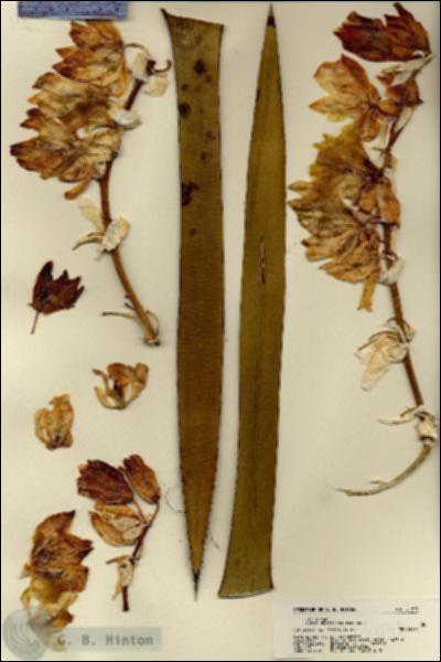 URN_catalog_HBHinton_herbarium_21873.jpg.jpg