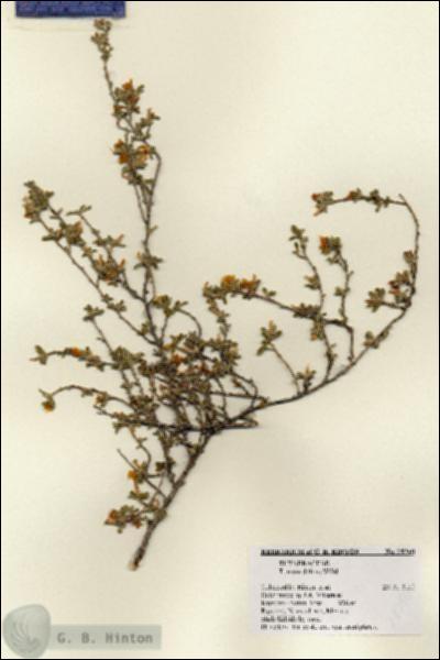 URN_catalog_HBHinton_herbarium_28340.jpg.jpg