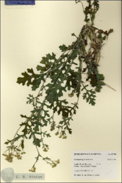 URN_catalog_HBHinton_herbarium_27743.jpg.jpg
