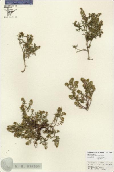 URN_catalog_HBHinton_herbarium_26788.jpg.jpg