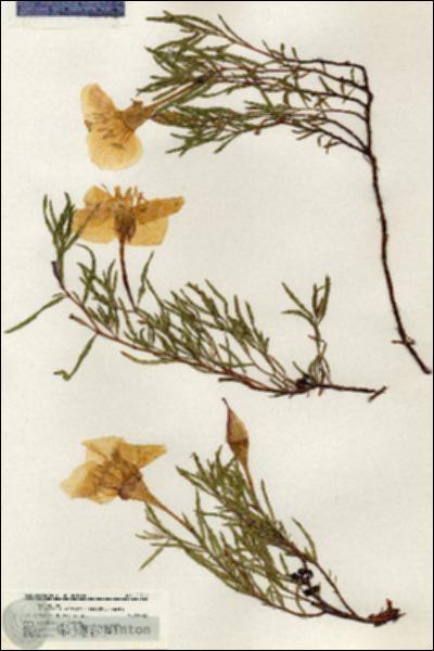 URN_catalog_HBHinton_herbarium_20712.jpg.jpg