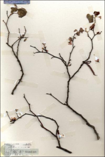 URN_catalog_HBHinton_herbarium_19353.jpg.jpg