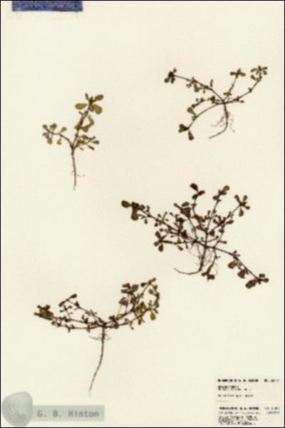 URN_catalog_HBHinton_herbarium_23017.jpg.jpg