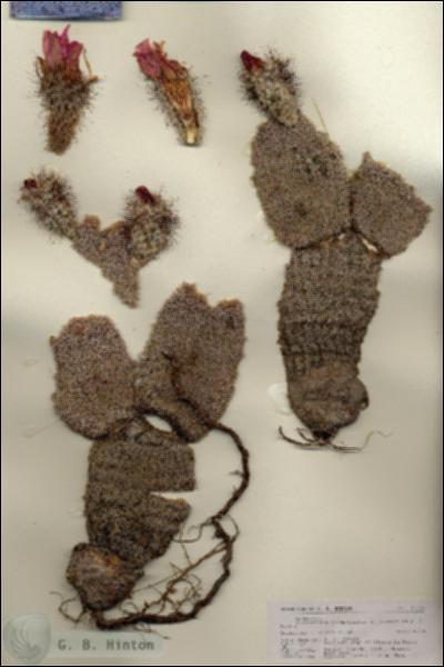 URN_catalog_HBHinton_herbarium_27131.jpg.jpg