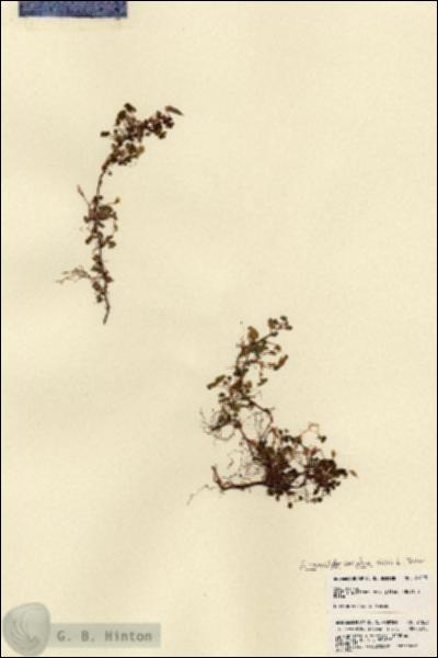 URN_catalog_HBHinton_herbarium_21823.jpg.jpg