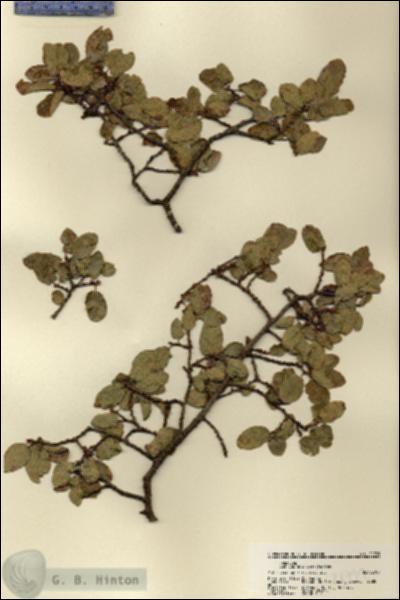 URN_catalog_HBHinton_herbarium_21799.jpg.jpg