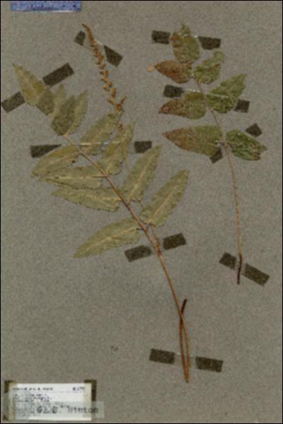 URN_catalog_HBHinton_herbarium_17709.jpg.jpg