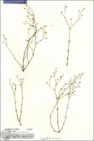 URN_catalog_HBHinton_herbarium_20383.jpg.jpg