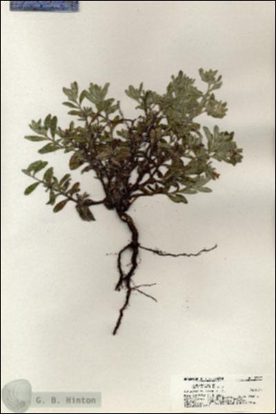 URN_catalog_HBHinton_herbarium_20817.jpg.jpg