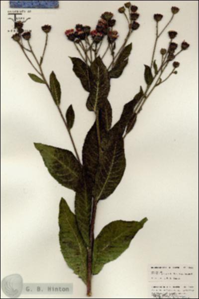 URN_catalog_HBHinton_herbarium_25433.jpg.jpg