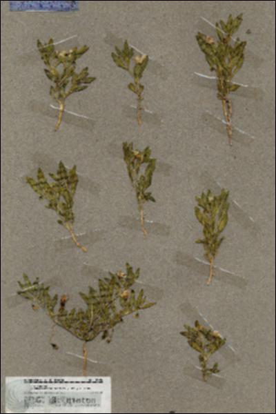 URN_catalog_HBHinton_herbarium_19654.jpg.jpg