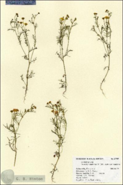 URN_catalog_HBHinton_herbarium_27589.jpg.jpg