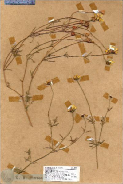 URN_catalog_HBHinton_herbarium_18552.jpg.jpg