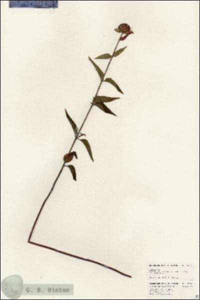 URN_catalog_HBHinton_herbarium_24669.jpg.jpg