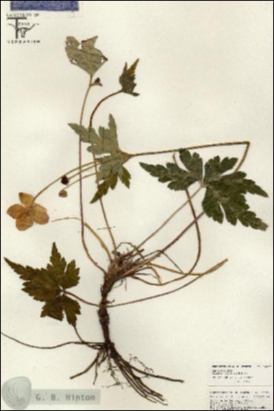 URN_catalog_HBHinton_herbarium_26627.jpg.jpg