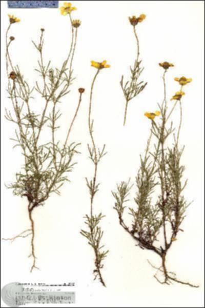 URN_catalog_HBHinton_herbarium_20488.jpg.jpg