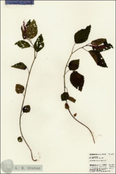 URN_catalog_HBHinton_herbarium_23072.jpg.jpg