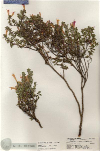 URN_catalog_HBHinton_herbarium_20428.jpg.jpg