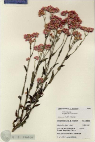 URN_catalog_HBHinton_herbarium_28039.jpg.jpg