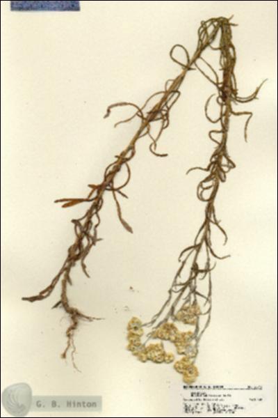 URN_catalog_HBHinton_herbarium_22243.jpg.jpg