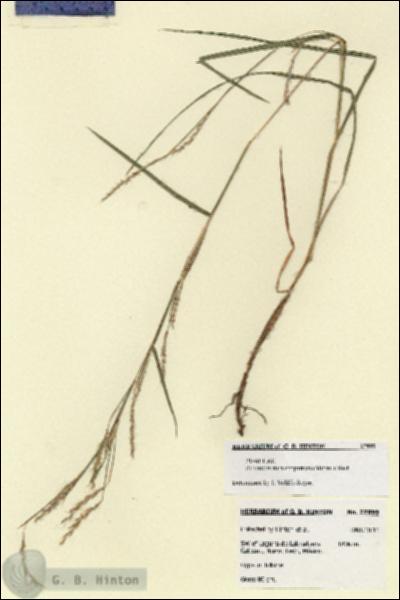 URN_catalog_HBHinton_herbarium_27899.jpg.jpg